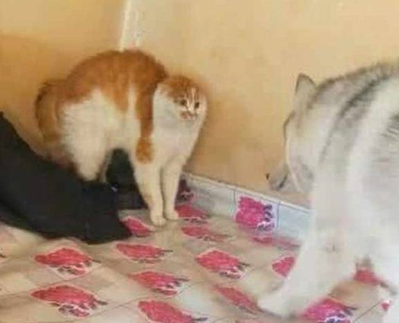 猫咪老婆生孩子，就将猫送到奶奶家寄养，两个月后来接猫时笑到扶墙走