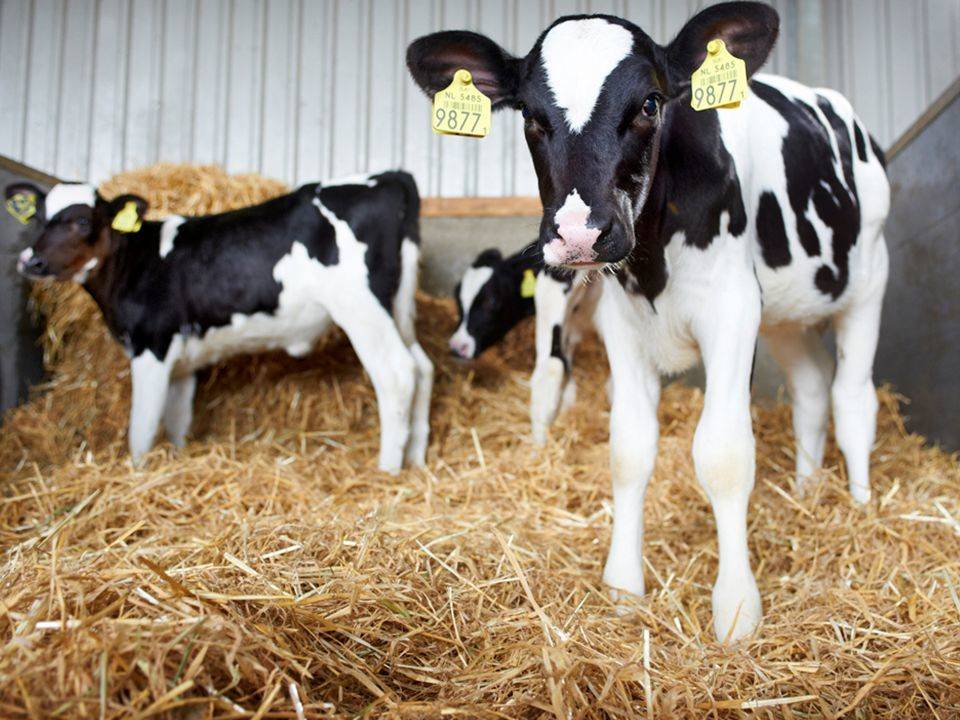 犊牛腹泻的原因及防治方法