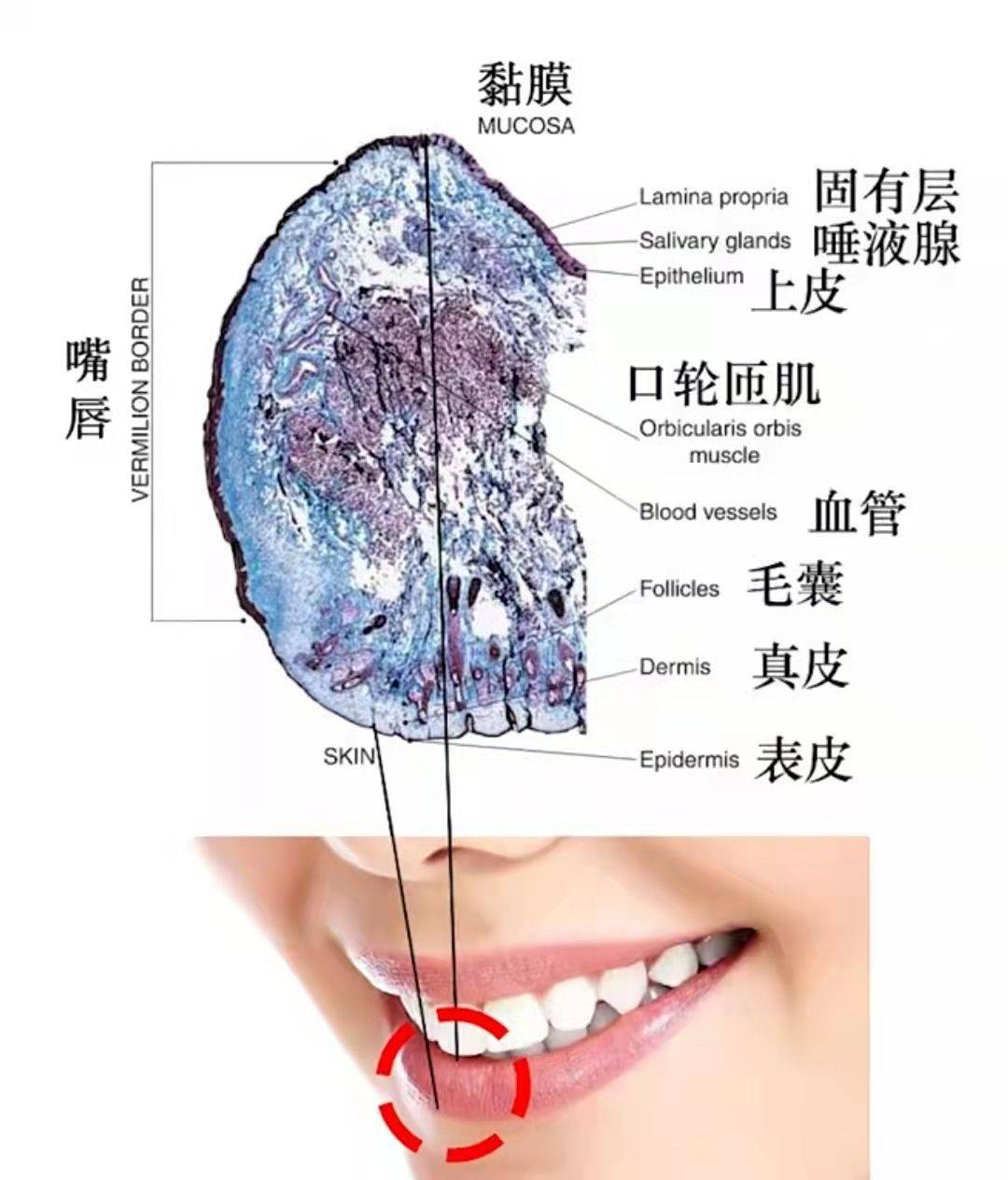 唇膏宝妈自用润唇膏分享，别再贪“涂”啦，护唇讲究的是内调外养