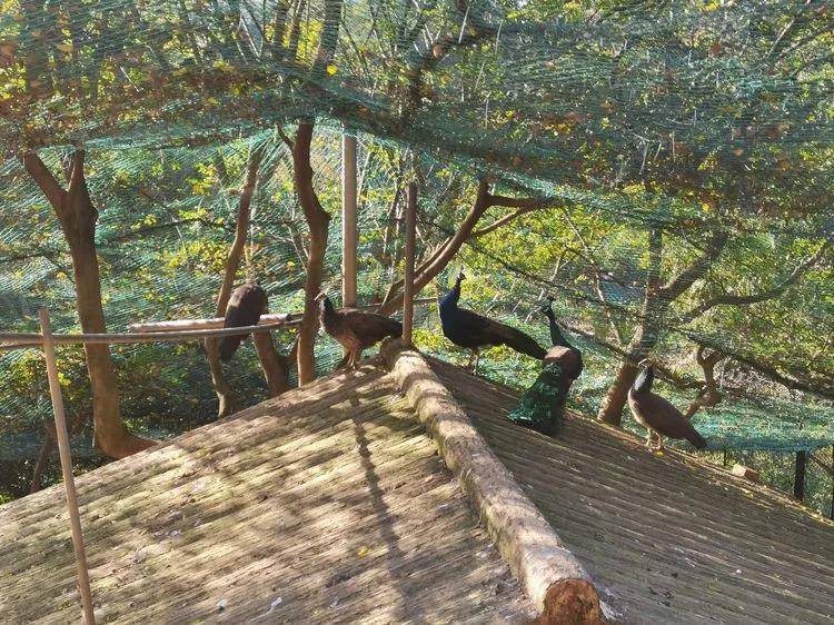 三明动物园上新啦走一起去看看小动物们如何温暖过冬