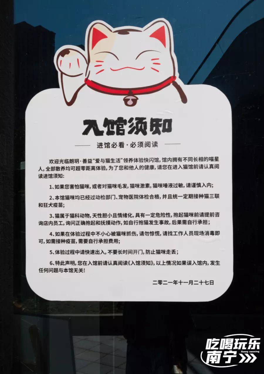 南宁终于开放「流浪猫领养体验」,过来撸猫!_猫咪_养猫_rua