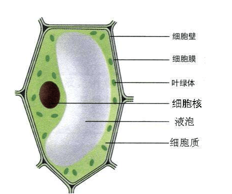 科学家50年来首次解开植物生长之谜