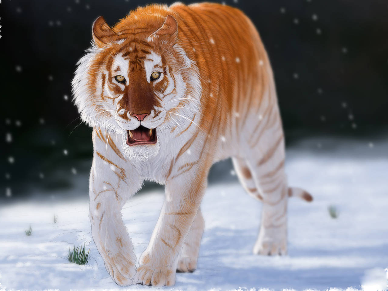 金底棕纹很漂亮,传说中的过山黄可能就是它_金虎_亚种_华南虎