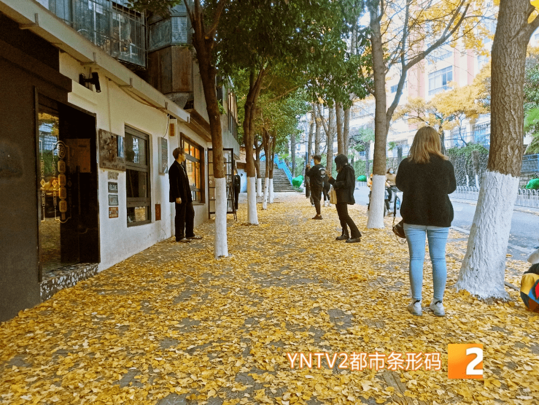 杉树|要抓紧啦！错过就要再等一年！