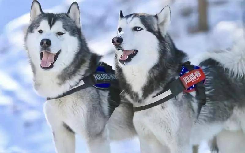 等级为什么不着调的“二哈”，可以有组织有纪律地拉雪橇？