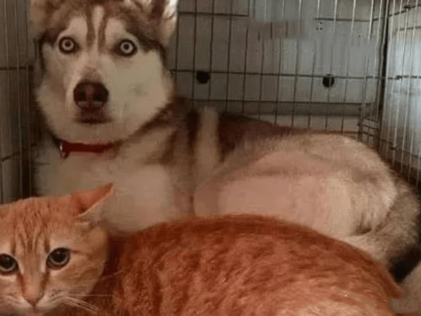 关系橘猫一口气生了10只，二哈忙着带娃顾不上拆家了：这爹能靠谱吗？