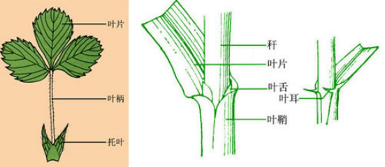 科学家揭开韭菜等草科叶子再生秘密