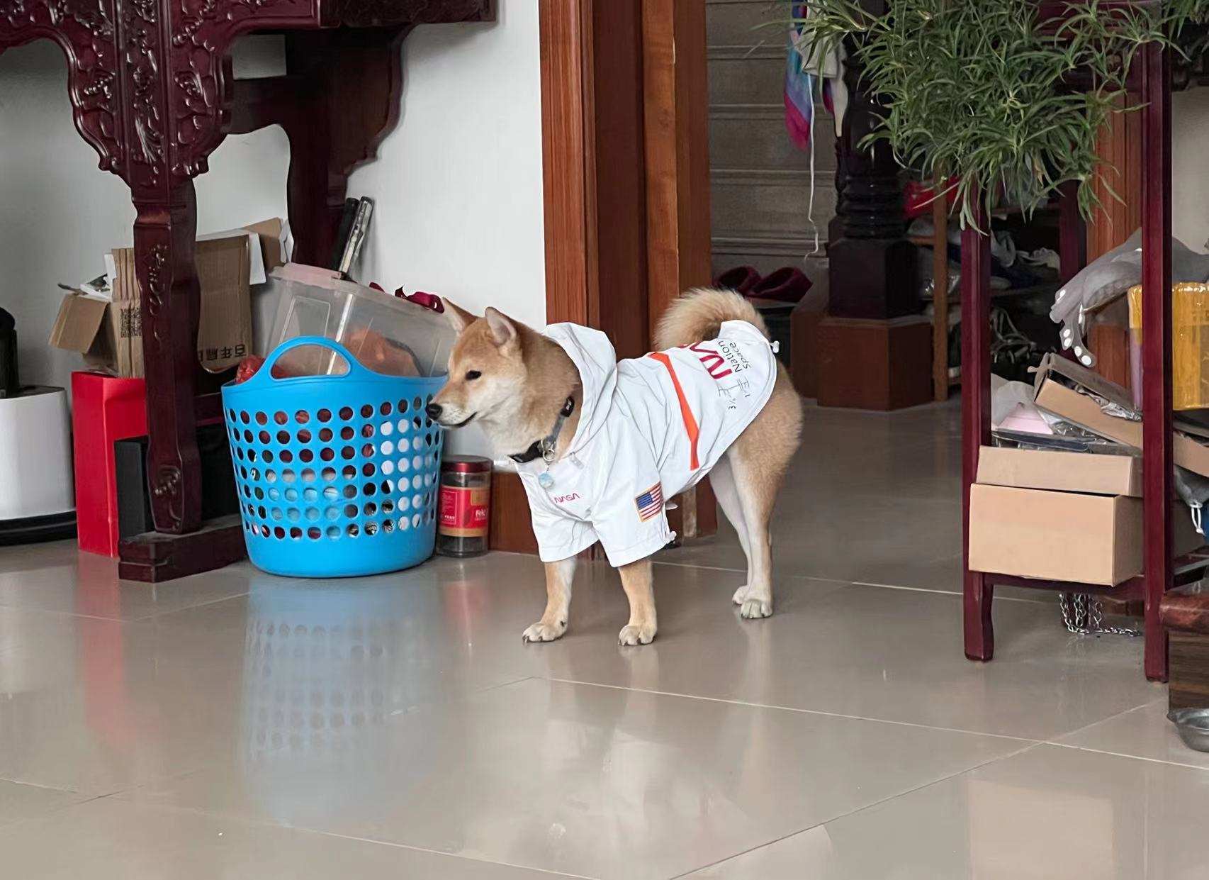 地方训犬技巧，No口令的建立