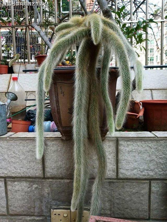 原创猴尾柱跟九尾狐是一个品种吗肯定是不要被商家忽悠了