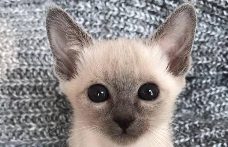养暹罗猫的痛 小白猫变成小黑猫 主人 已经习惯矿工脸了 猫咪 温度 猫猫