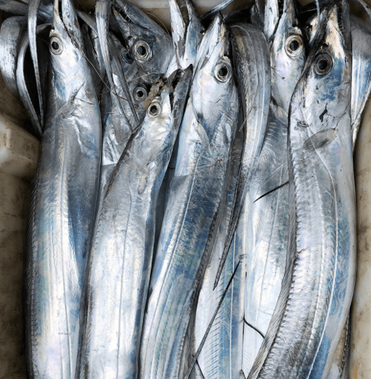 原创海鲜市场这4种鱼虽不起眼但全是野生的人工无法养殖