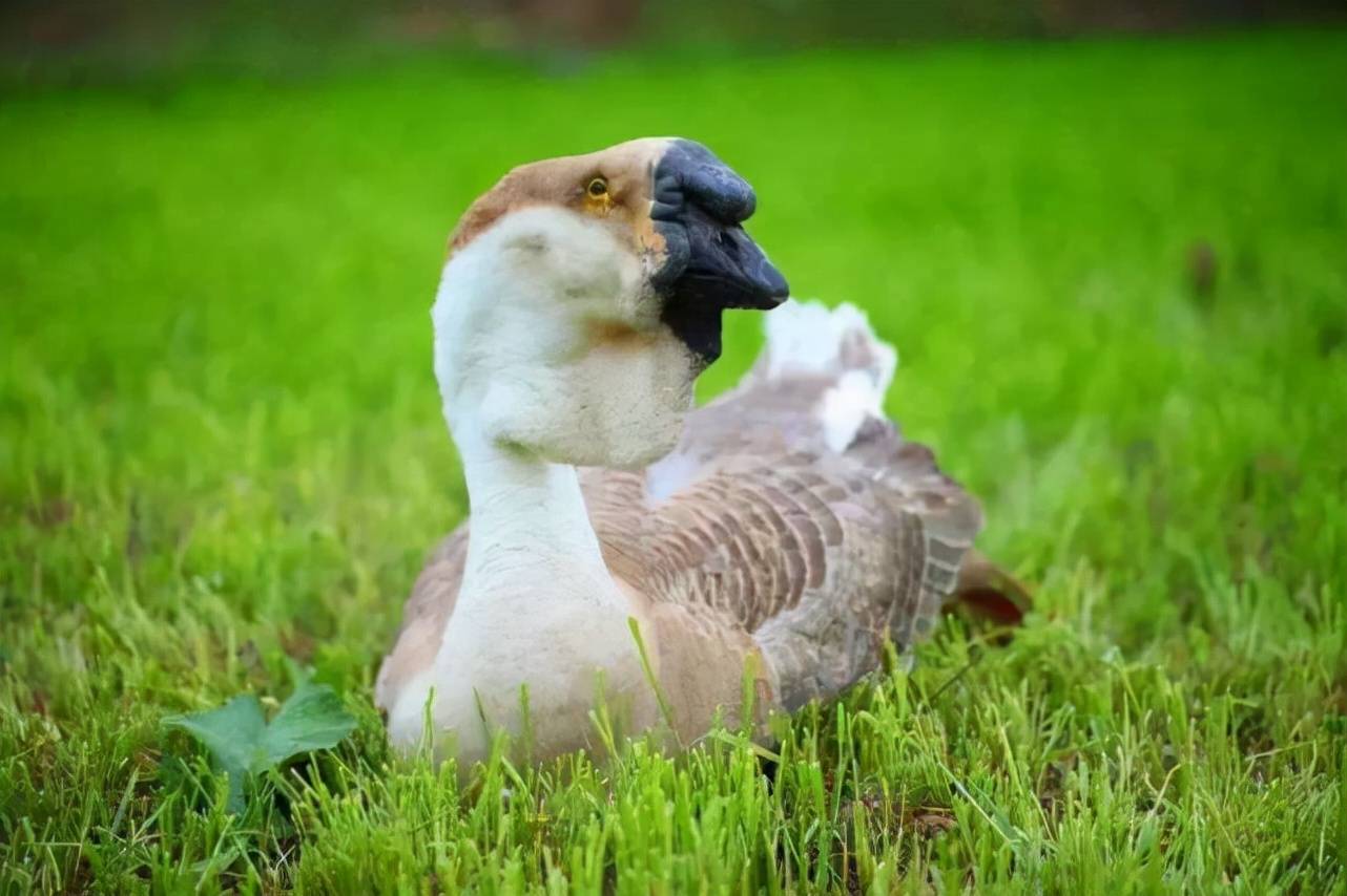 原创世界最大的鹅王体重近40斤老饕品种优良味道优秀