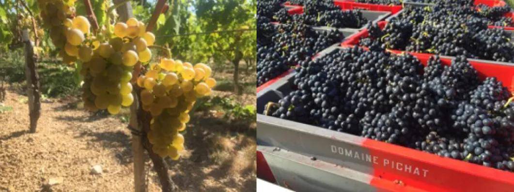 Joe|湃夏酒庄孔得里约盖依干白葡萄酒2017！