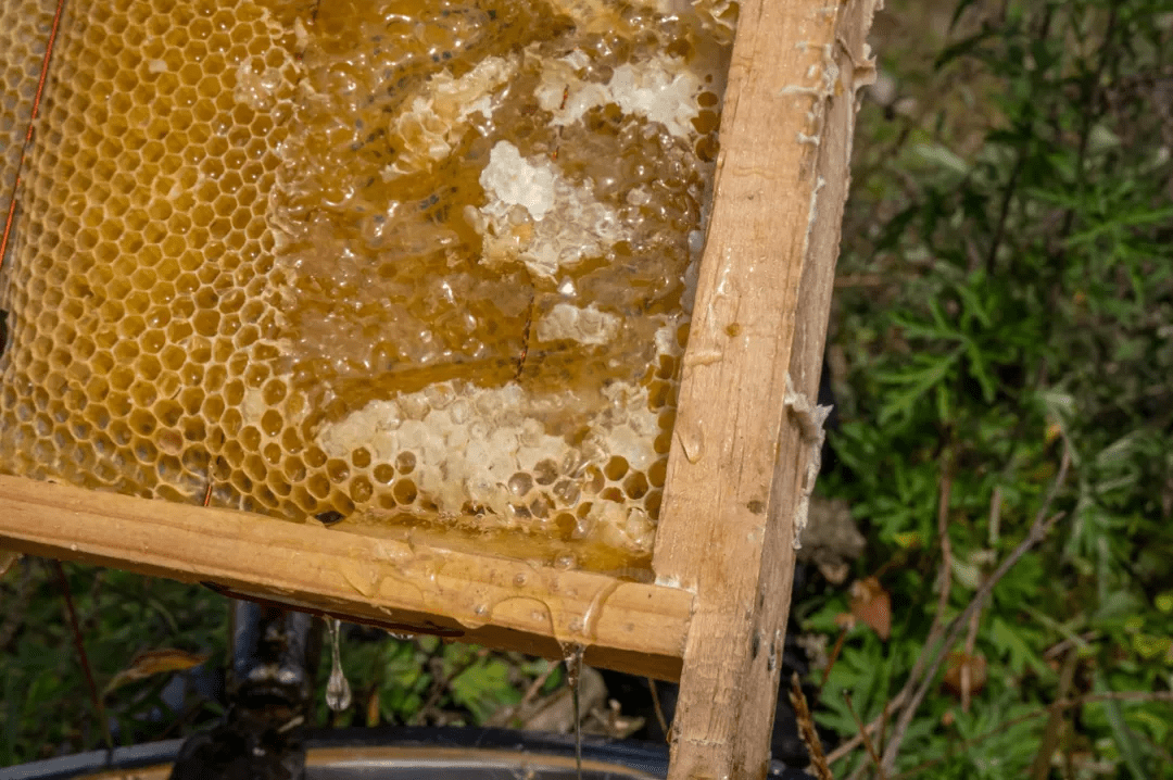 山桂花|腾冲北海乡：好山好水出好蜜