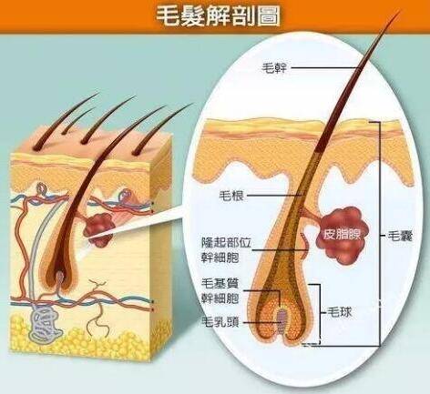 卷发为什么有些人是直发，而有些人是卷发呢？