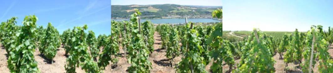 Joe|湃夏酒庄孔得里约盖依干白葡萄酒2017！