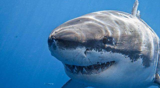 印海滩有一块奇特的大白鲨巨石，露出尖牙利齿，成为网红打卡胜地