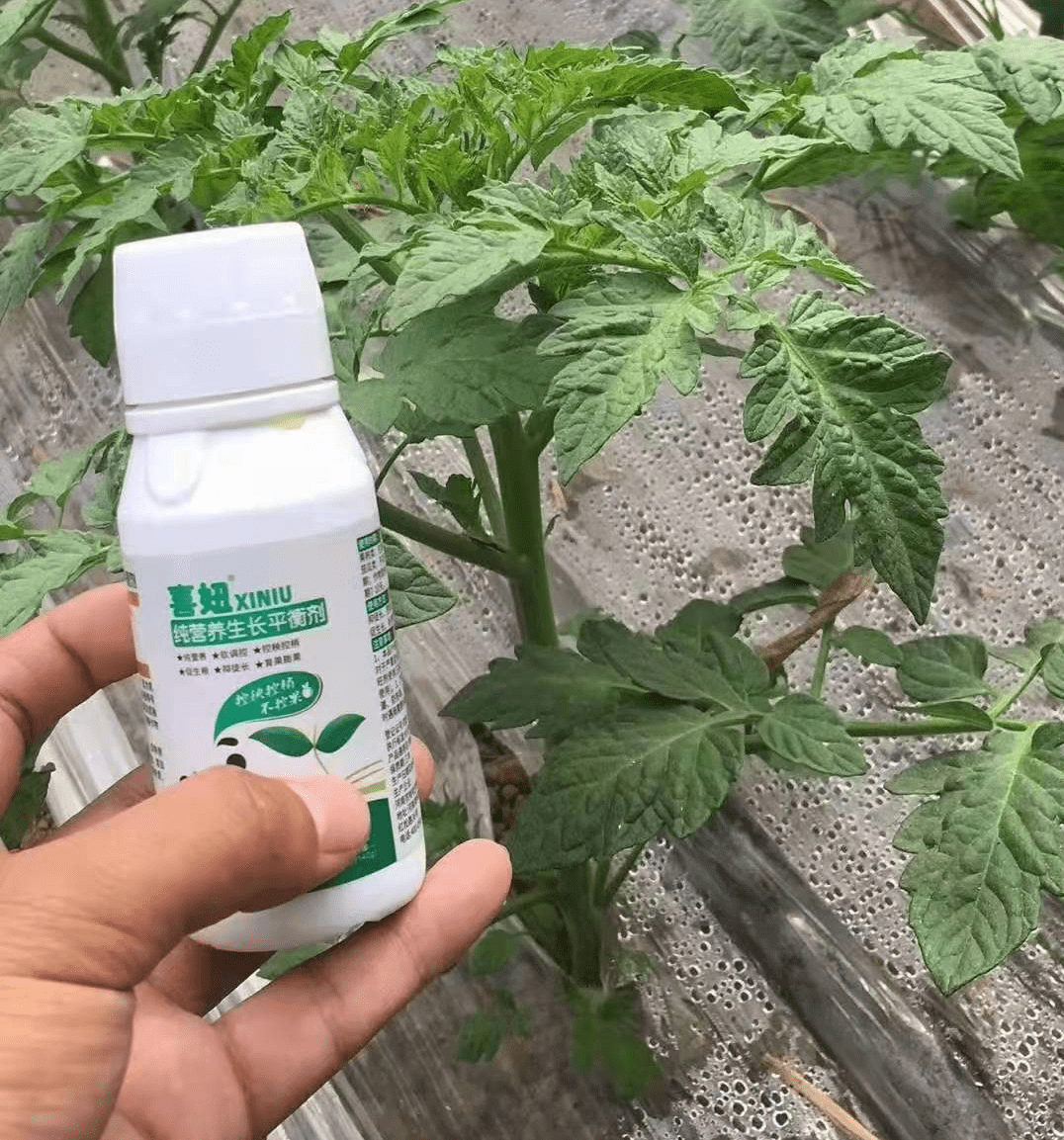 大棚蔬菜发生旺长需控制控旺控稍不控果的叶面肥用什么好