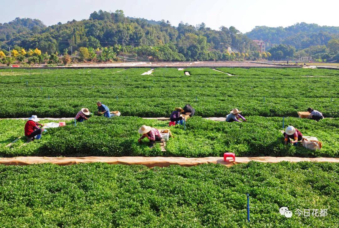 旱地西洋菜种植图片