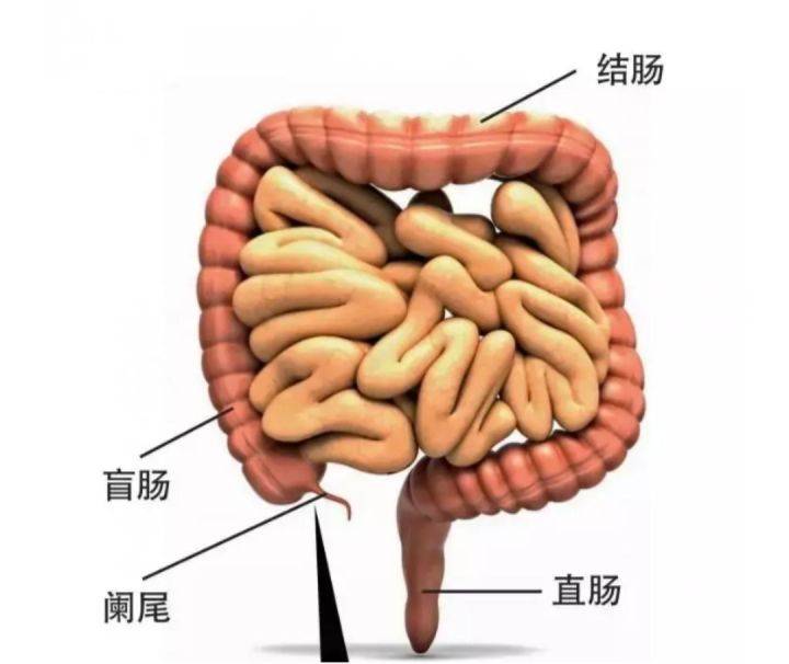 淋巴结|重新认识“阑尾”