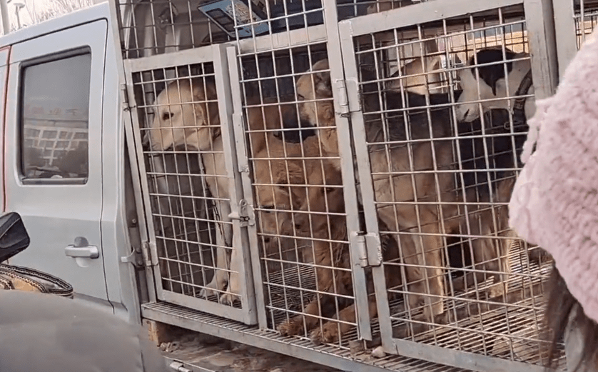 原创1150孩子买狗父母嫌弃吃得多的两只金毛一起上狗肉车大妈喂得烦死