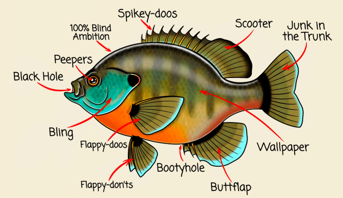 鱼的部位名称图 身体图片