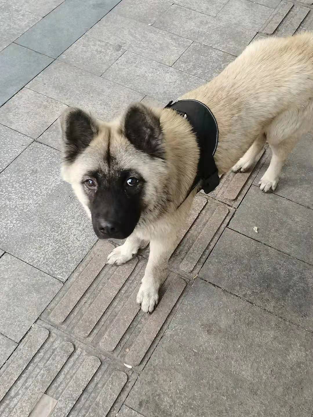 方法训犬技巧，原地靠训练的第一天（随行叫回基础）