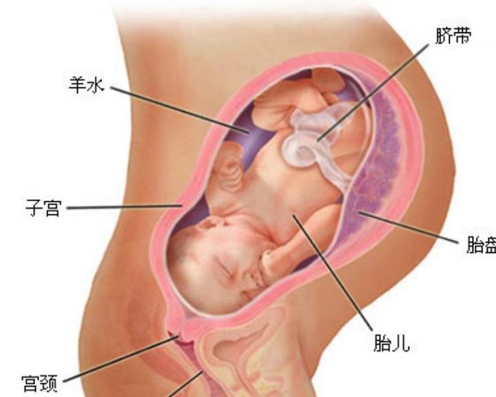 这个孕周 胚胎 变成 胎儿 ,生命真正开始,别当妈了还不知道