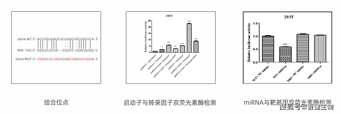 技术分享第十七期双荧光素酶报告基因检测