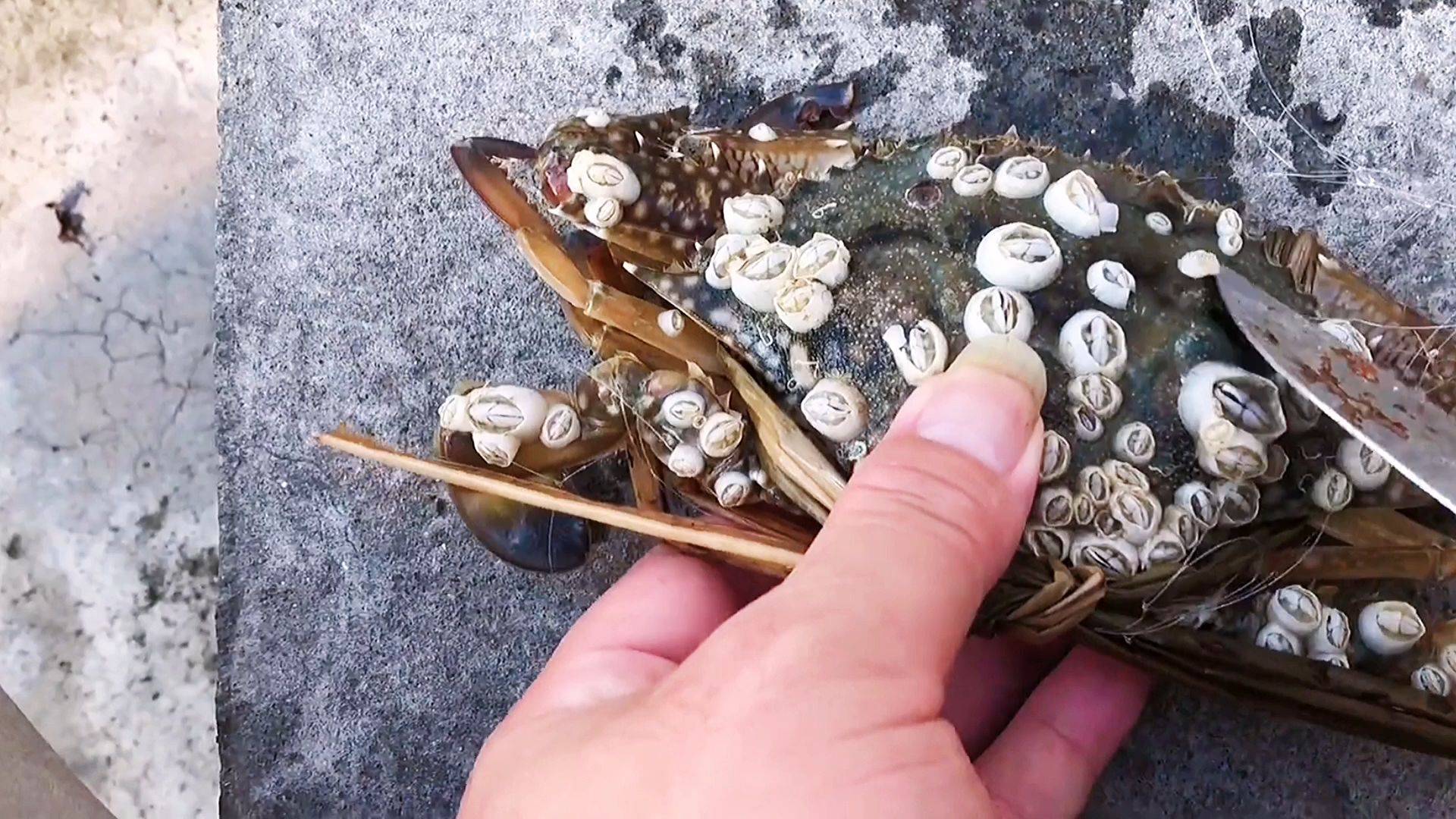 长满藤壶的螃蟹你见过吗看到小哥的救援后满满的治愈感