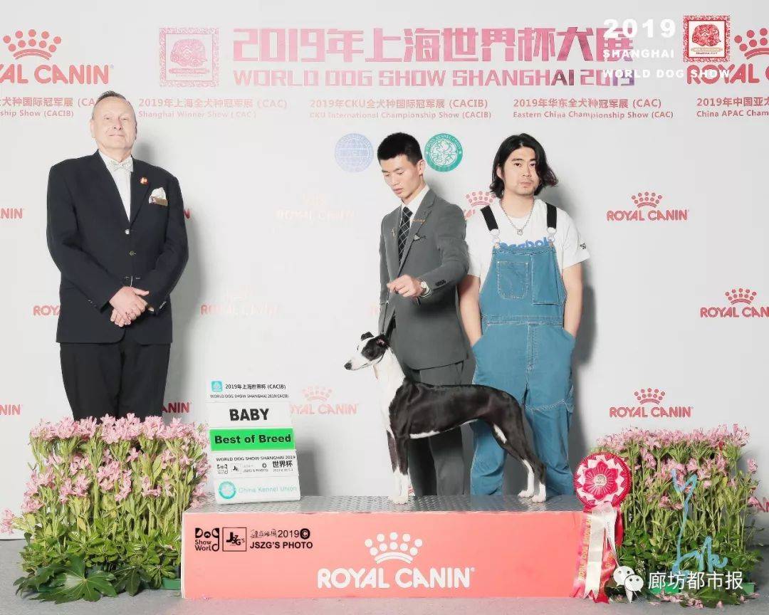 百科 惠比特犬 外表软萌的凶猛猎兔王 运动 Com Ashley