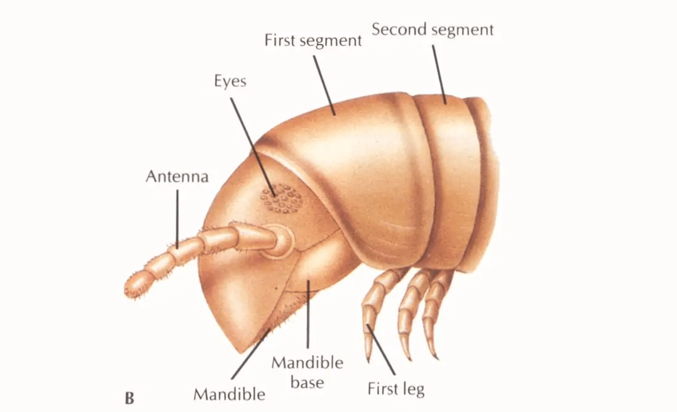 原创破吉尼斯纪录1306条腿千足虫首次被发现它毒性有多强