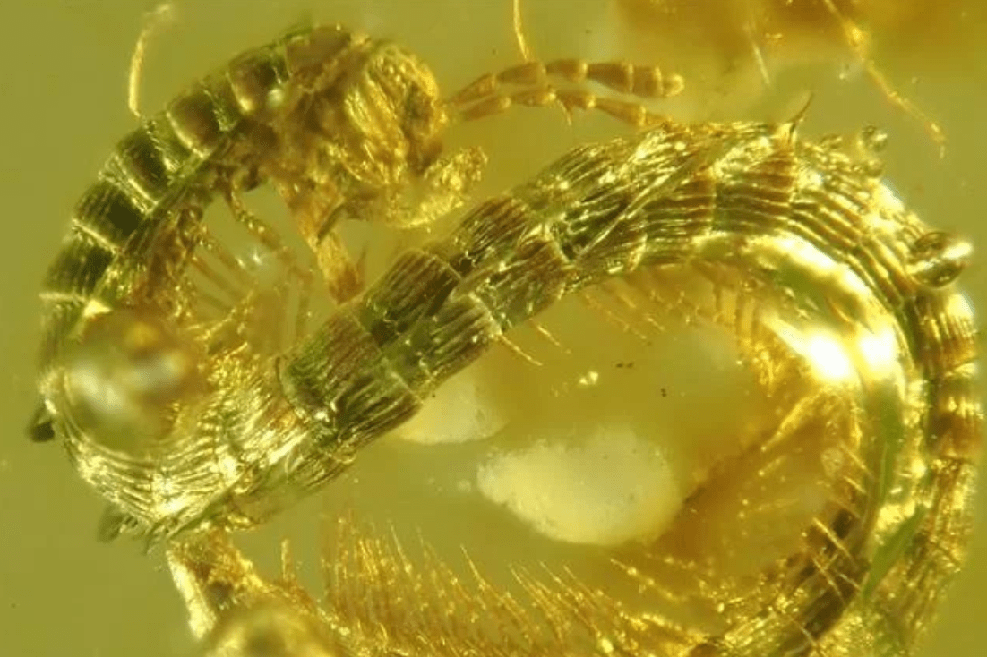 原创破吉尼斯纪录1306条腿千足虫首次被发现它毒性有多强