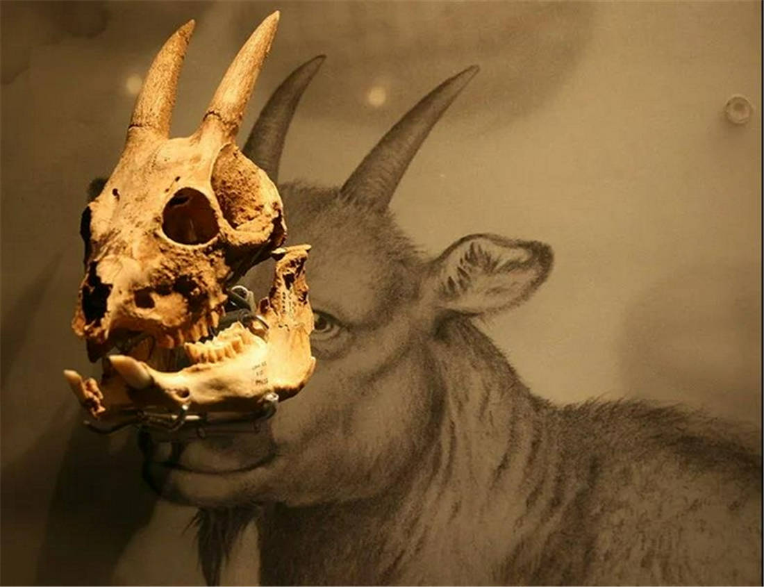 寿命高达27年！鼠山羊的牙齿似老鼠，鼻子如兔子，像蜥蜴一样生活