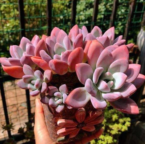 6种经典的普货多肉新手也能养出好状态冬天越晒叶片越美