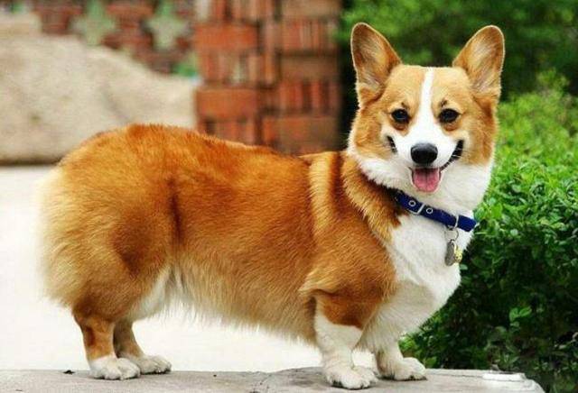 时间?最耐不住寂寞的5种狗，柴犬上榜，你家的狗狗在榜上吗？