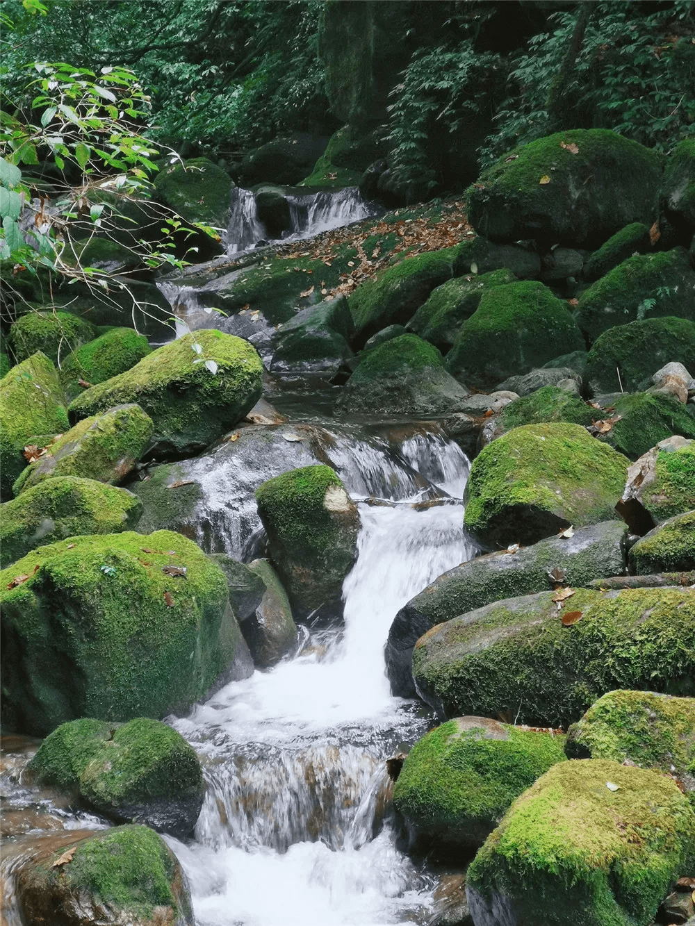 生活|赏高黎贡山雪，盼人间春色