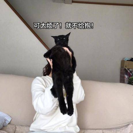 原创黑猫太傲娇被主人抱时全身都在拒绝猫强扭的瓜不甜