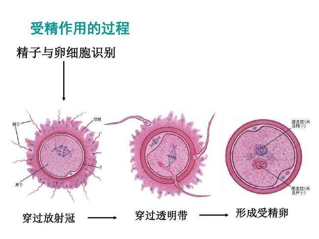 原创女人的卵子会偏爱部分男人的精子甚至会为它开后门