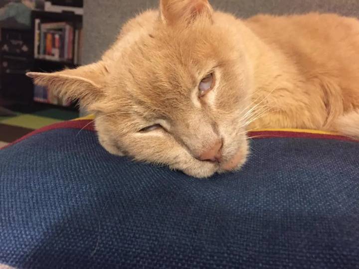 猫咪睡觉为啥会翻白眼