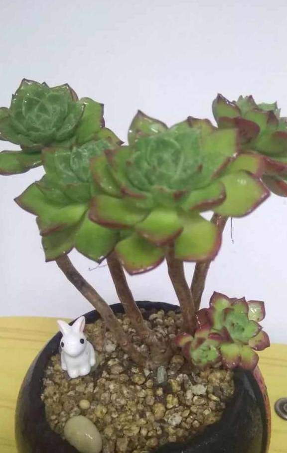 多肉小花盆养鱼 08a2a21d2c1249e884a1ae748b7fe5bf.jpeg