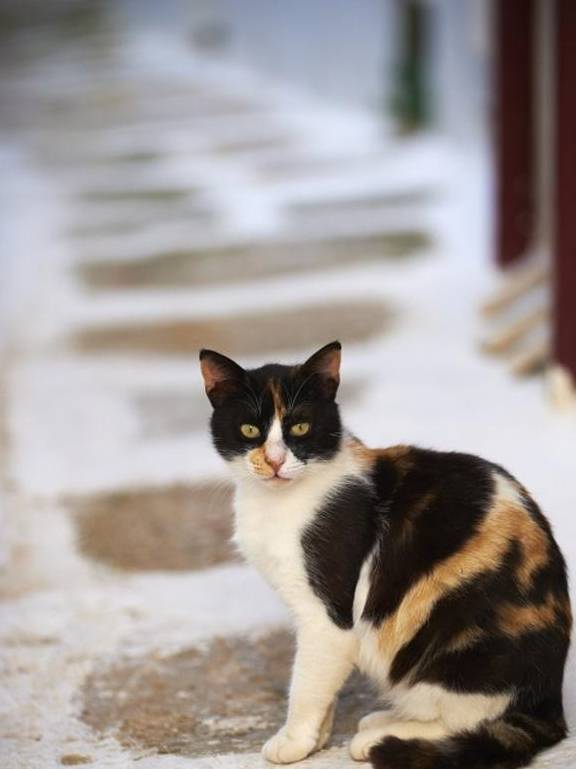 猫咪最受欢迎的3种中华田园猫，每一种都让铲屎官爱不释手！