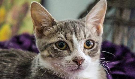 猫咪最受欢迎的3种中华田园猫，每一种都让铲屎官爱不释手！