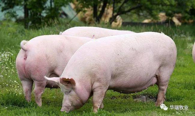 育肥猪出栏在即吃料多增重慢白白损失利润来看看这些方法