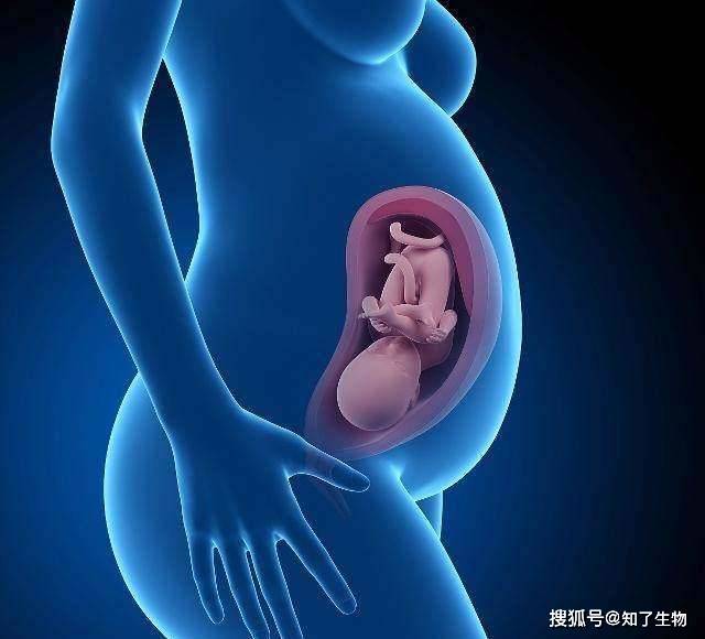 怀孕28周后 一定要做的一件事 准爸妈请收藏 宝贝 孩子 肚子