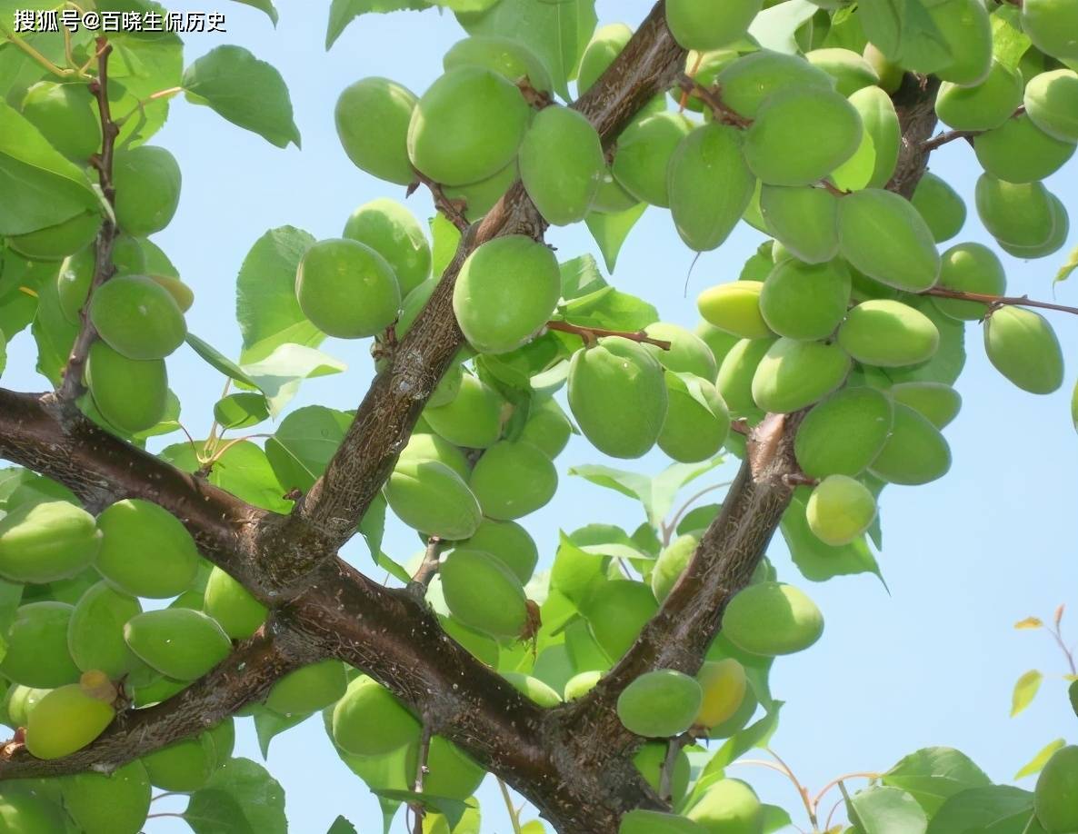 她出生于清朝末年,如今135岁,爱吃酸又小的青杏,一般人吃不下_老人