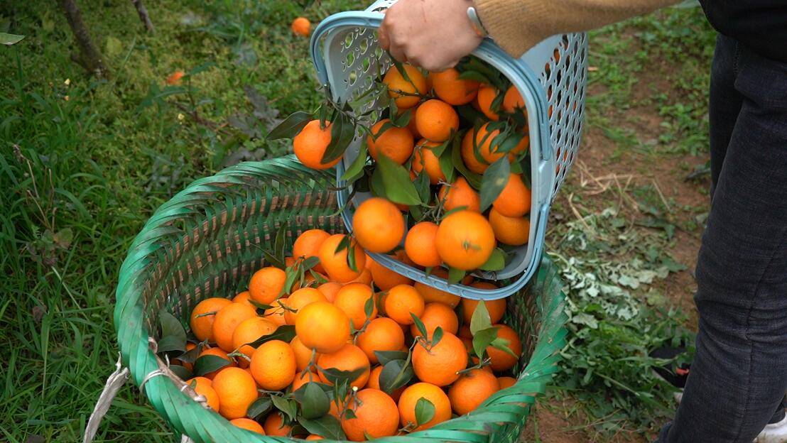 游仙丰收小枧镇的千亩橙子熟了快来尝尝吧