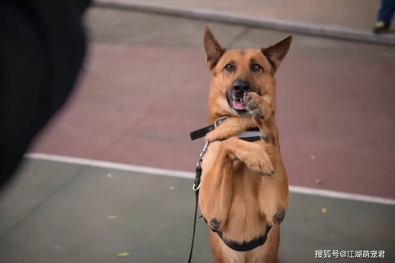 含义|狗狗为何把爪子搭在你身上？很多人不知道