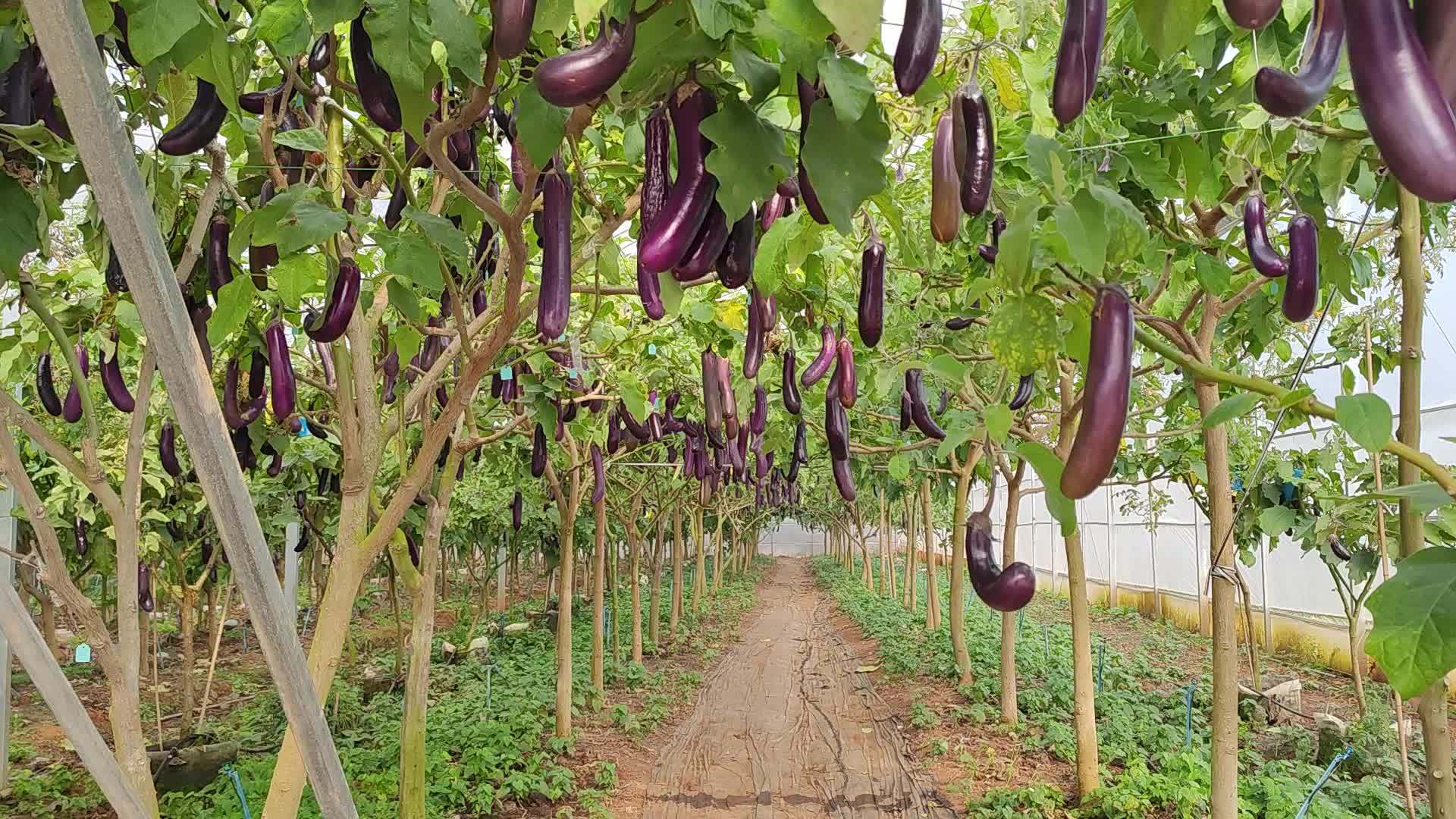 茄子树,番茄树,长在树上的茄子,采摘园农家乐热点_茄子_农家乐_番茄