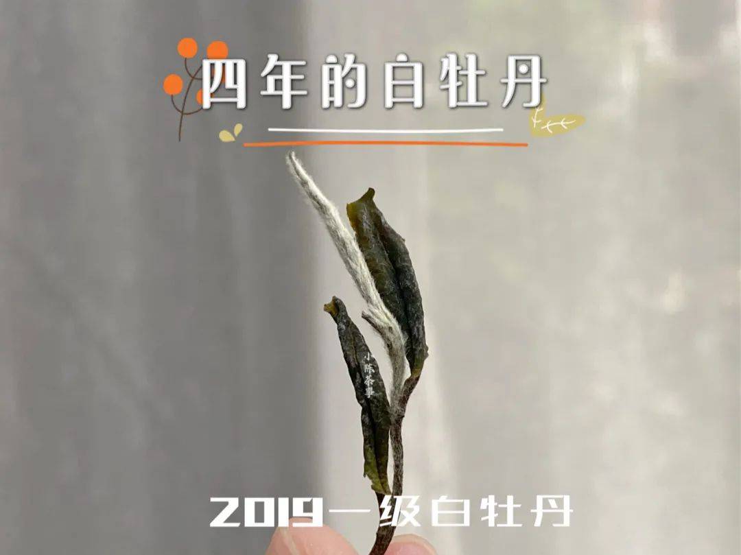 温度|铁观音冲泡时，要把盖子揭开，那冲泡岩茶、红茶、白茶也要开盖？